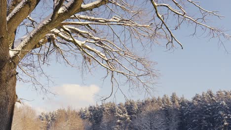 beautiful shot of snow on dry tree, during winter season, riga