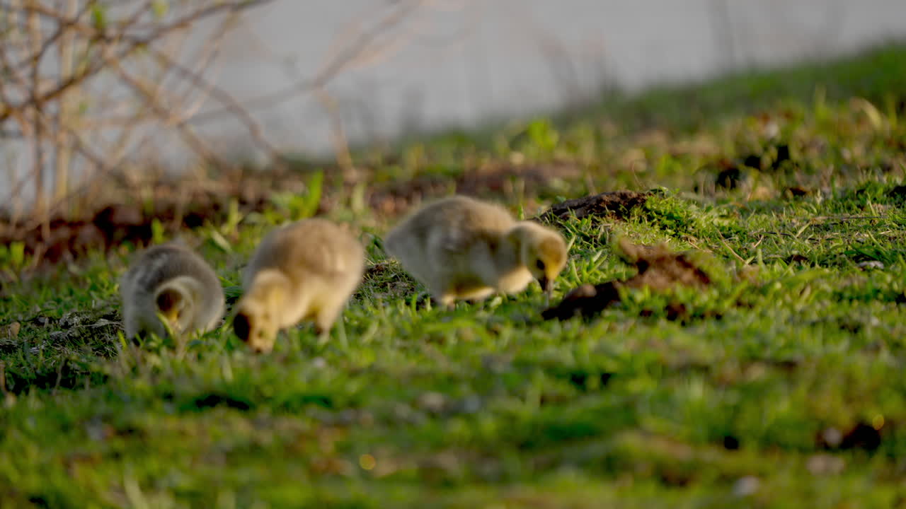 Slow motion footage of baby birds eating and playing in springtime