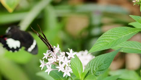 a butterfly gracefully flutters around white flowers in a lush rainforest setting, captured in natural lighting
