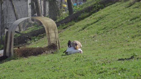 two ducks mating on a field the male duck is rather aggressive during the time it takes to copulate