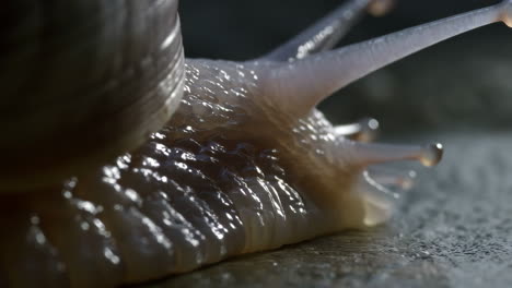 close-up of a snail