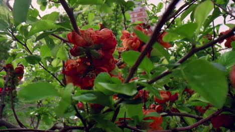 vista de la flor de las flores rojas en primer plano. vista floral de las flores de los árboles rojos.