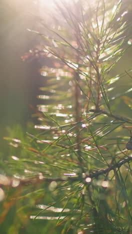primer plano de una rama de pino con agujas delicadas bañadas en la cálida y dorada luz del sol, el sutil efecto bokeh crea profundidad en el fondo