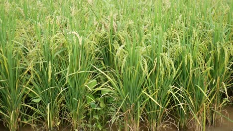 a lush paddy field with ripened rice plants ready for harvest, showcasing a vital carbohydrate staple food for southeast asia's population.