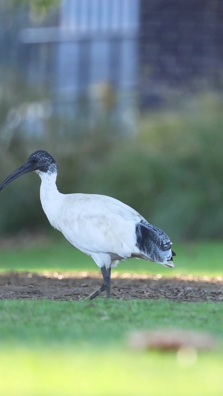 Un ibis bianco con la testa e il becco neri cammina attraverso un'area erbosa del parco.