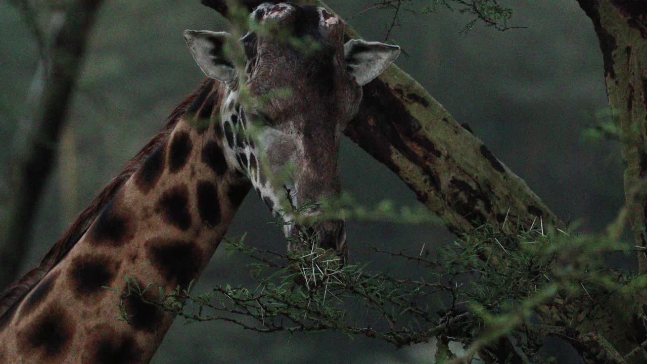 Close Up Giraffe's Head Eating Leaves From Tree In Aberdare National Park, Kenya