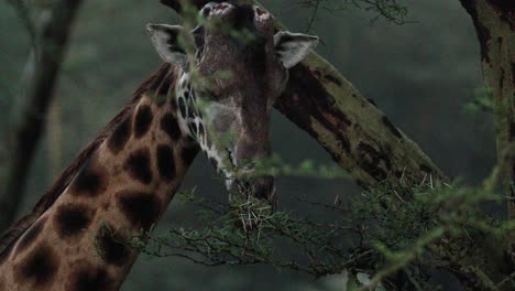 close up giraffe's head eating leaves from tree in aberdare national park, kenya