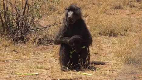 un babuino se sienta en un campo en áfrica y come un poco de apio