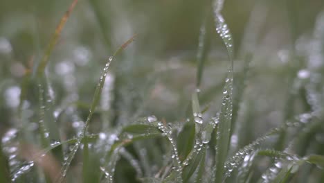 Primer-Plano-De-Gotas-De-Lluvia-Sobre-La-Hierba