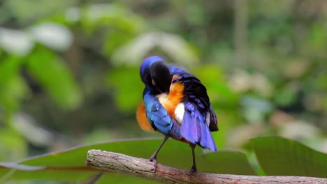 Superd-starling-grooming-itself-n-tree-branch