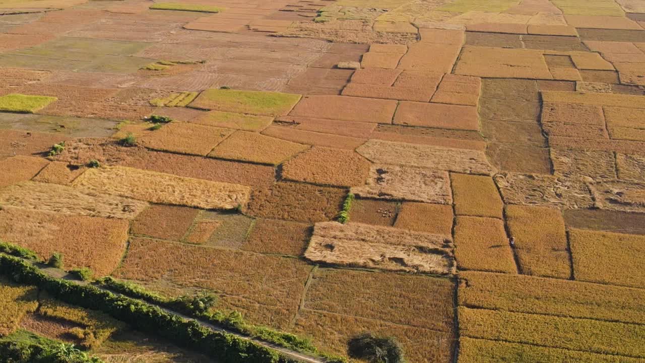 flying up from a rural mud path in the foreground to revealing farmland with ripe paddies and farms in the background in a forest, during harvest season in Bangladesh