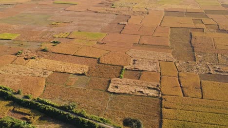 flying up from a rural mud path in the foreground to revealing farmland with ripe paddies and farms in the background in a forest, during harvest season in bangladesh