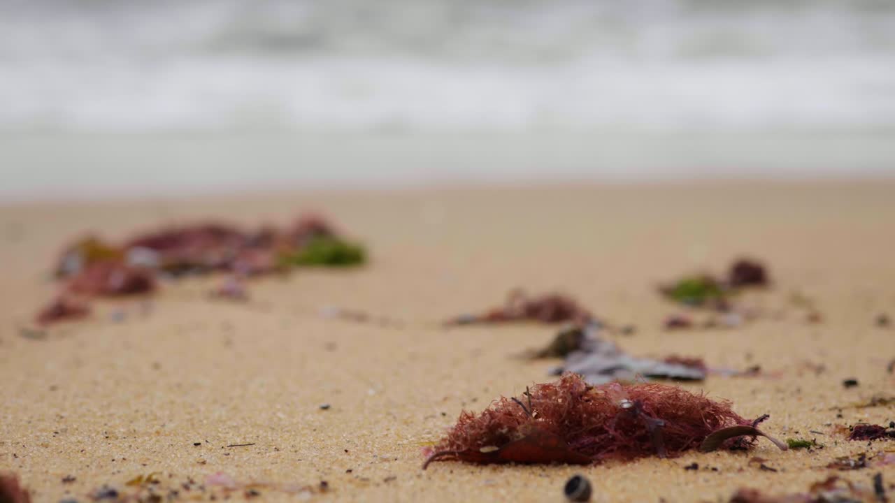 Seaweed sways in the foreground as a powerful wave crashes behind it, creating a dynamic and textured coastal moment