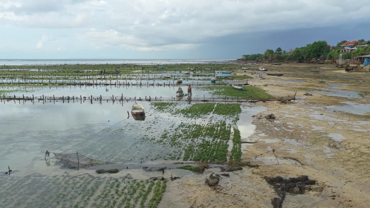 Widok z lotu ptaka na uprawę wodorostów podczas odpływu, z rolnikami pracującymi na plantacjach na Nusa Lembongan, Bali, Indonezja, w pochmurny dzień.