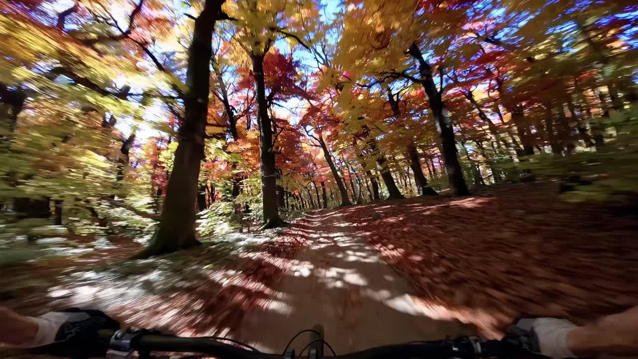POV video of mountain biking through a vibrant autumn forest, capturing dynamic motion and colorful