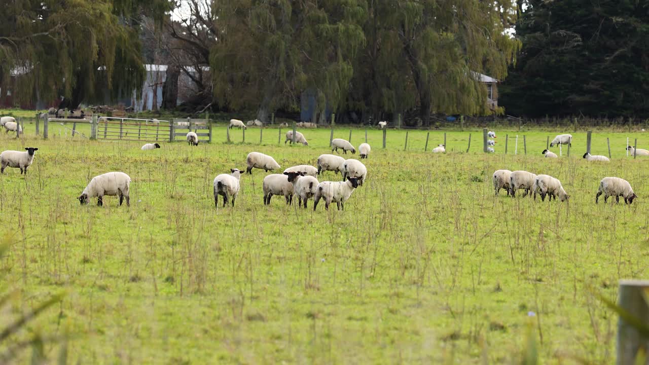 Clun Forest sheep graze peacefully in a lush, green field at Lake Tekapo, New Zealand. Natural lighting enhances the serene rural landscape