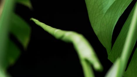 defocus of new spring leaf of monstera not fully unfurl