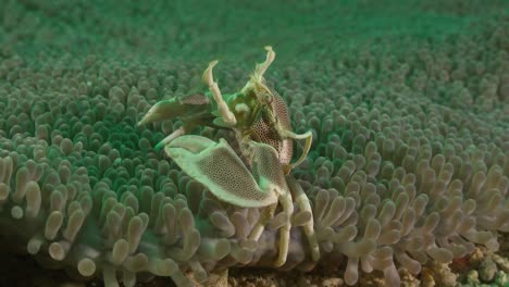 close up of porcelain crab in sea anemone feeding on plankton