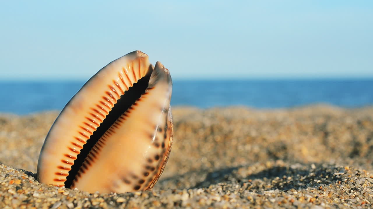 Shells on the beach. Shooting on the beach