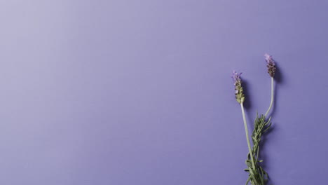 video of lavender flowers and leaves with copy space on purple background