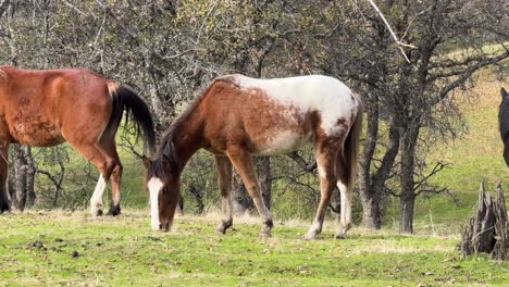 beautiful horses grazing in an open field in kern county california pan right