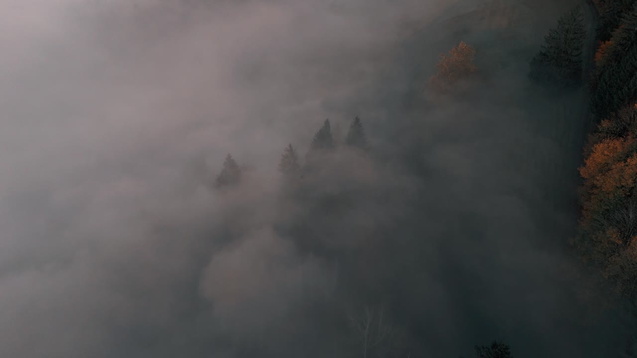 Foggy Forest Aerial View