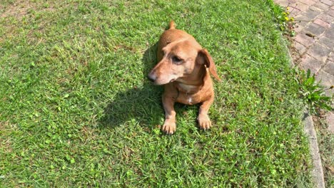 happy dachshund rolling playfully in green grass on a sunny day