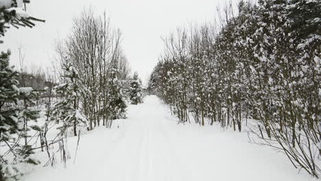 Bosque-Cubierto-De-Nieve