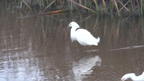 snowy egrets