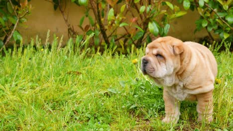 shar pei puppies playing in the garden