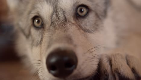 closeup of gray wolf pup while relaxing and getting pet