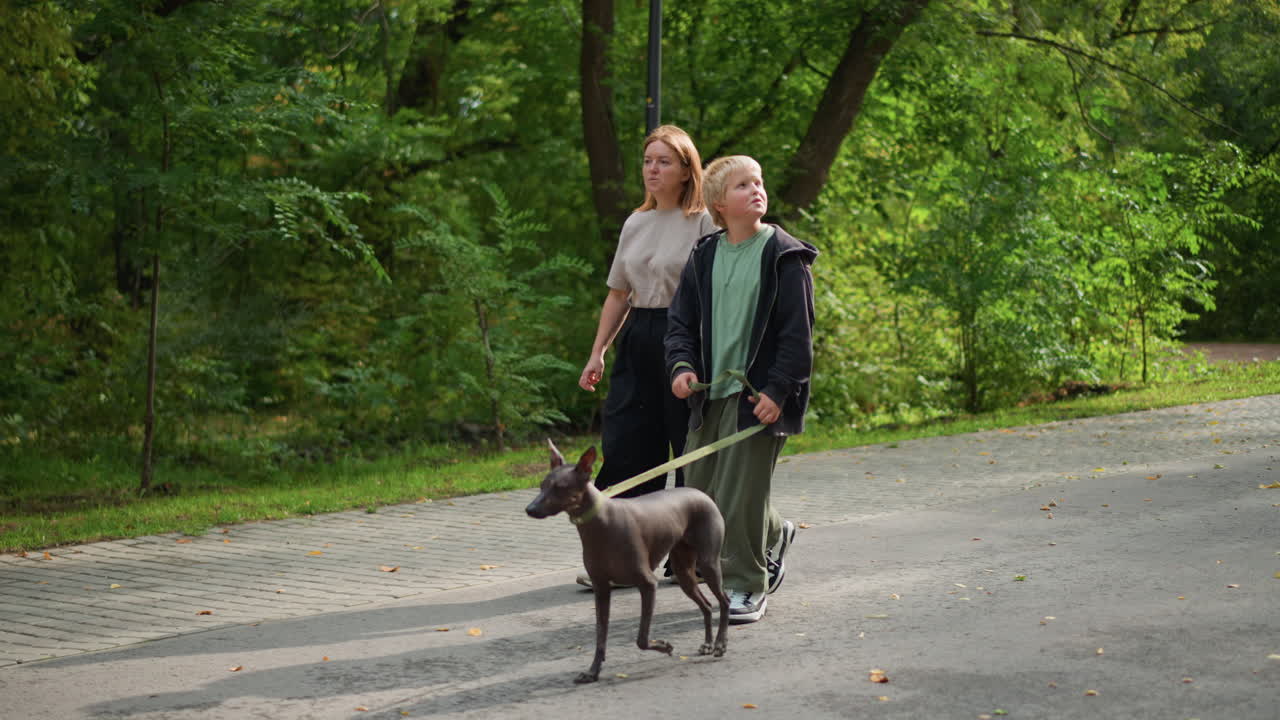 Child Guides Spirited Canine Along Sunny Outdoor Trail, Boy Directs Enthusiastic Dog Past Strolling Lady Under Bright Sunlight, Young Boy Walks Lively Dog Past Woman Enjoying Sunny Day In Park