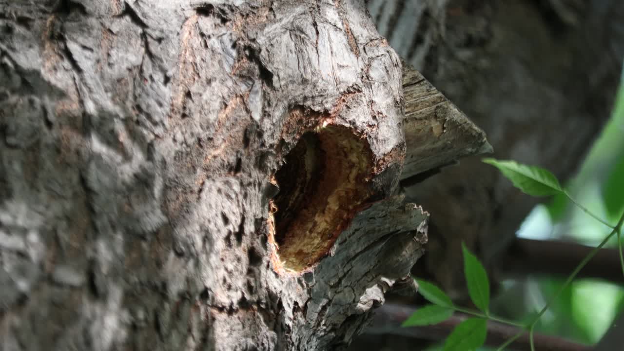 nido de pájaro carpintero