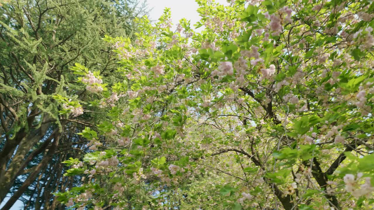 Wide Shot of the Wind Blowing Petals Away from the Pink Sakura Trees in a Beautiful Japanese Park in Tokyo, Japan on a Sunny Day