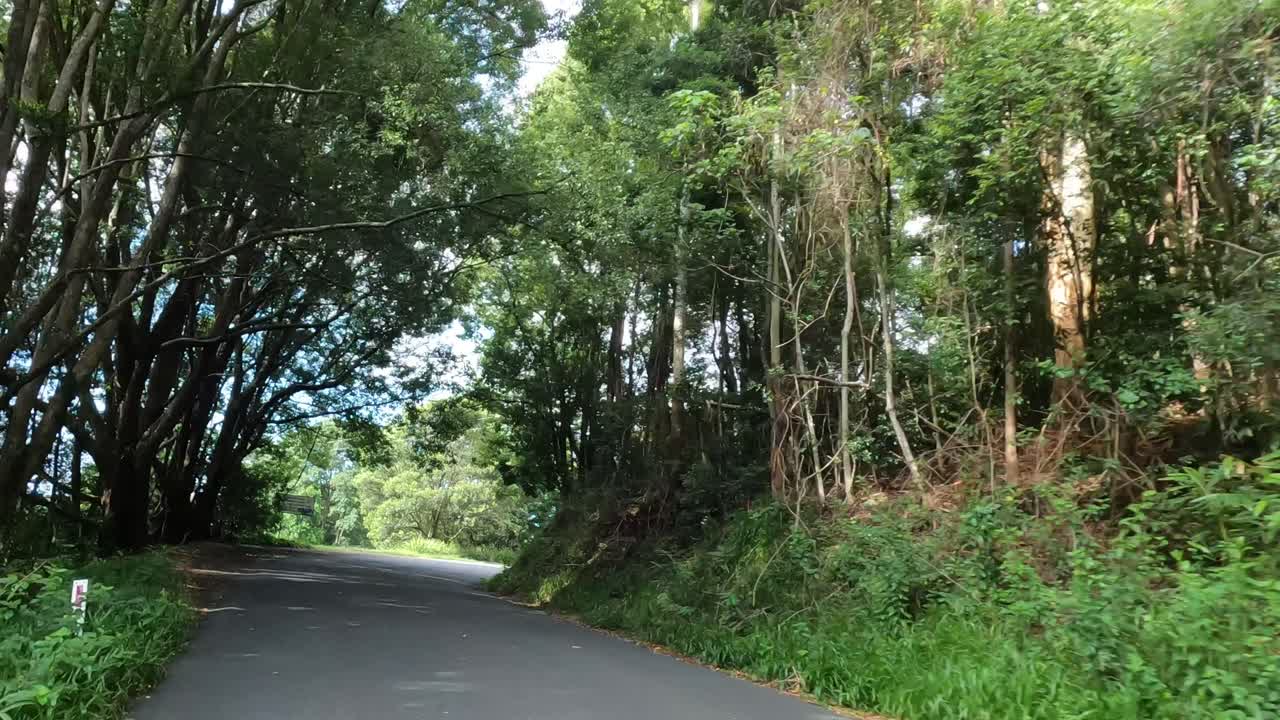 울창 한 숲 을 가로질러 평화 로운 운전