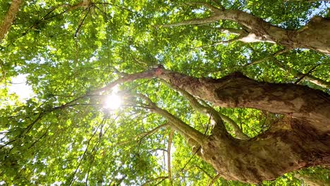 sunlight shines through lush green tree branches