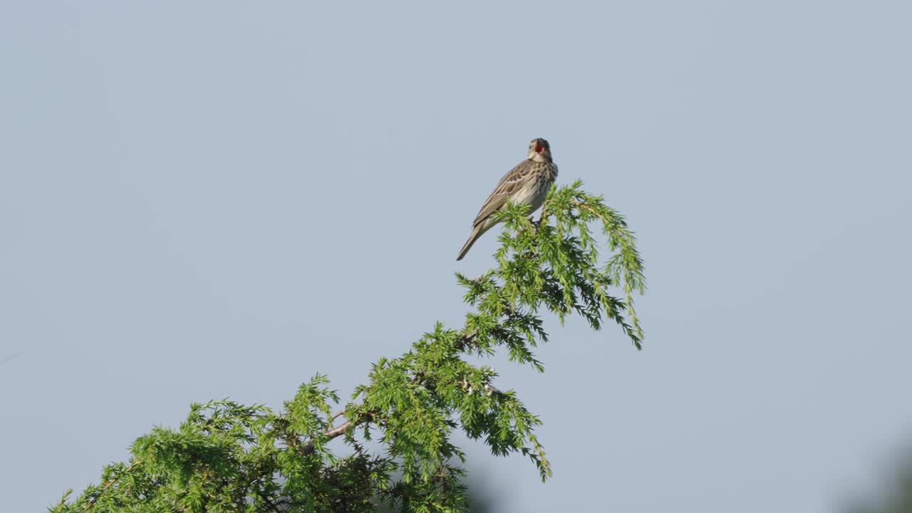 pájaros en el bosque salvaje, pájaros protonotarios cantando en los árboles, pájaros posados en las copas de las ramas de los árboles