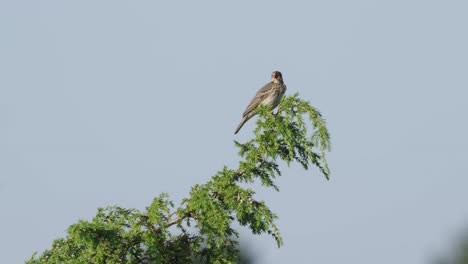 Pájaros-En-El-Bosque-Salvaje,-Pájaros-Protonotarios-Cantando-En-Los-árboles,-Pájaros-Posados-En-Las-Copas-De-Las-Ramas-De-Los-árboles