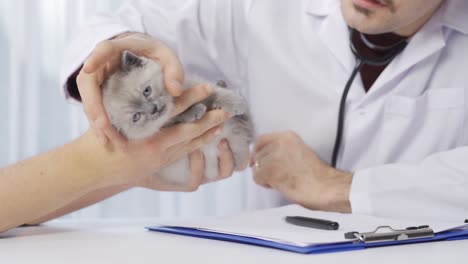 veterinarian examines kitten and listens with stethoscope.