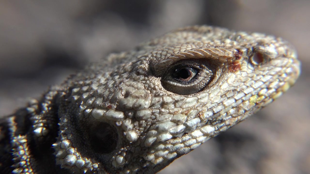 Ritratto ravvicinato di una lucertola del deserto