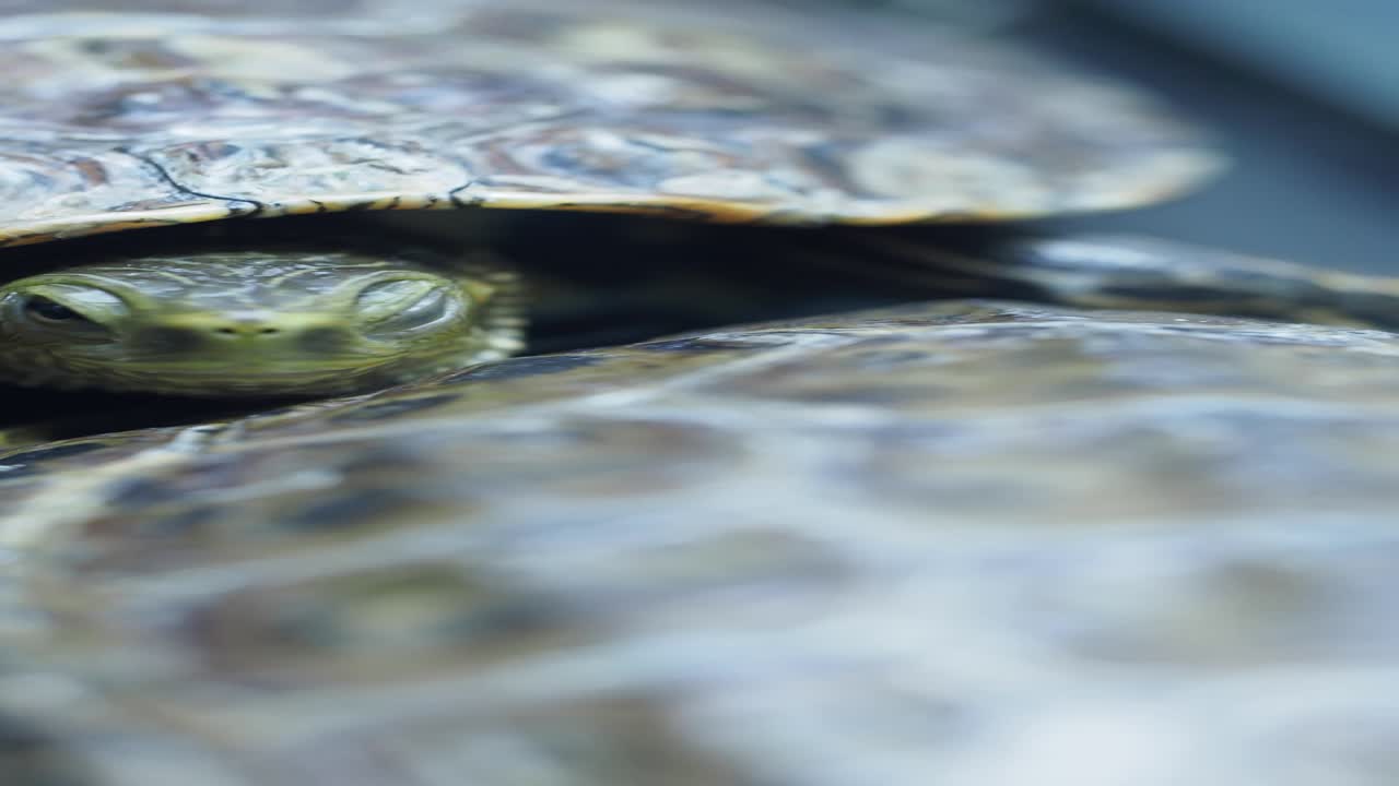 Close-up of a Small Turtle Hiding Under Another Turtle