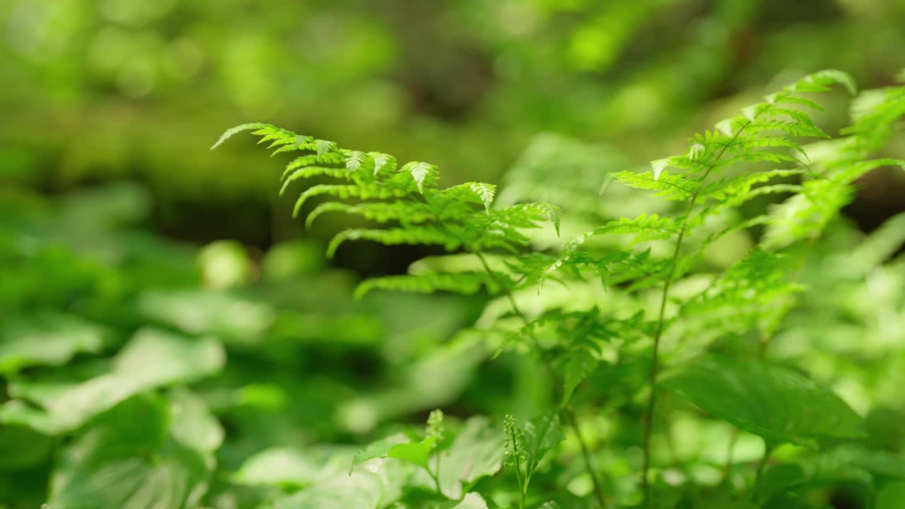Slider slowmo of ferns, push in