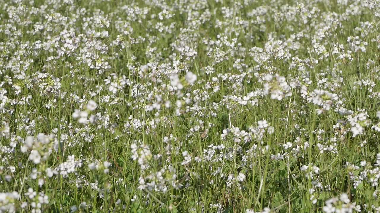 바람에 흔들리는 푸른 초원에 수백 송이의 하얀 야생화