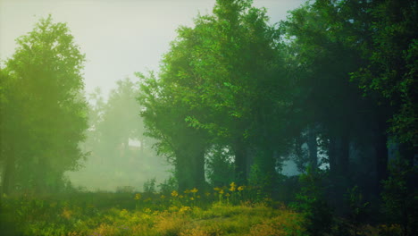 camino del bosque de niebla