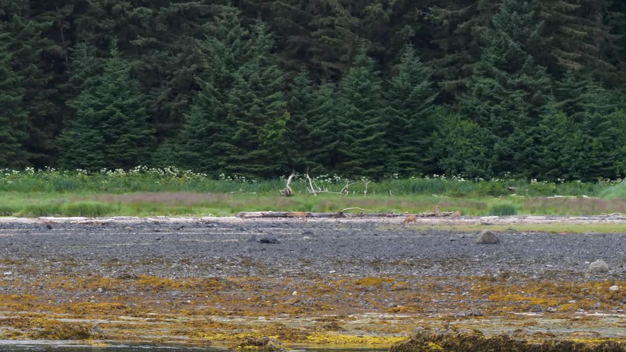 Sitka Black tailed Deer foraging very close to the shore, Sitka, Alaska