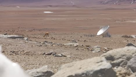 una vicuña solitaria junto a un pequeño telescopio del alma overvatory