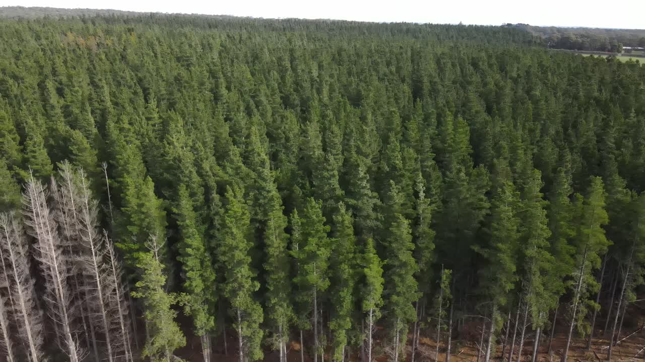Drone aerial on the outskirts of a big green pine forest on a cloudy day
