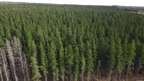 drone aéreo en las afueras de un gran bosque de pinos verdes en un día nublado