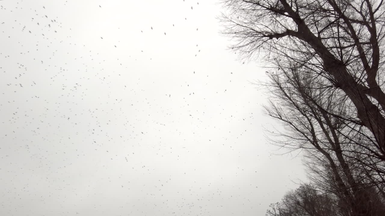Many birds flying on a grey sky near empty trees