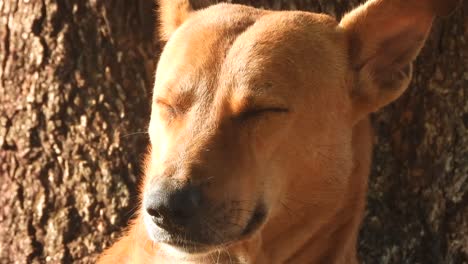 dog-waiting for food - eyes